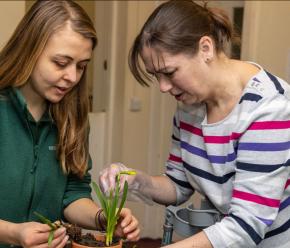 Two people planting daffodils