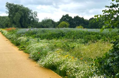 New path Stratford-upon Avon Local Nature Reserve