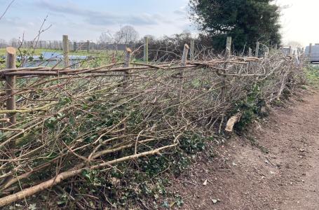 New hedge at Rowley Fields