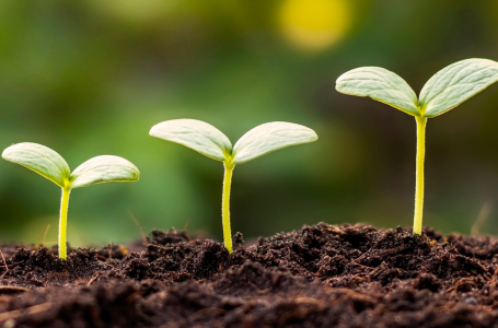 sprouting seeds