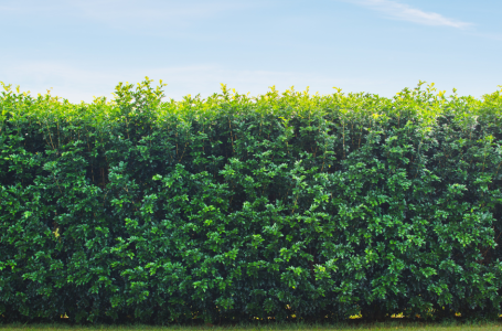 A hedge against a blue sky