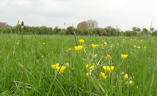 Green Spaces