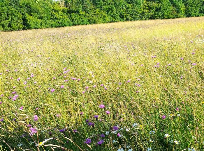 Wildflowers