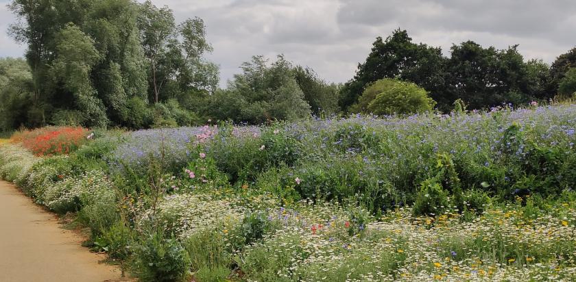 Lench Meadows