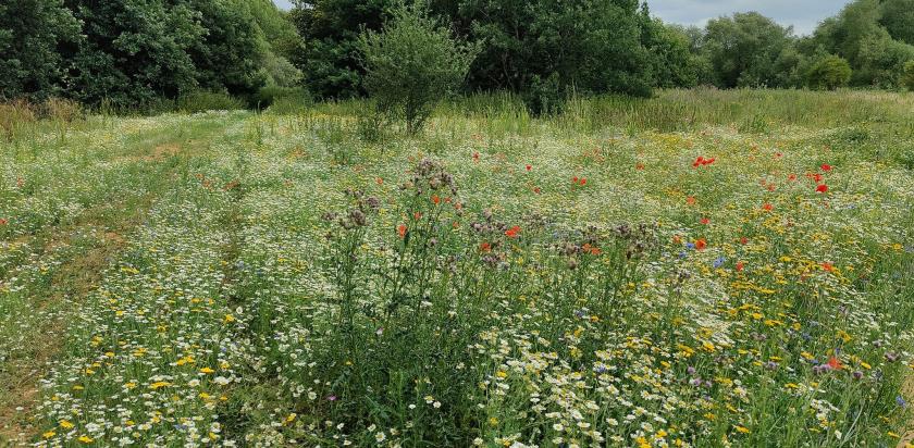 Wildflowers