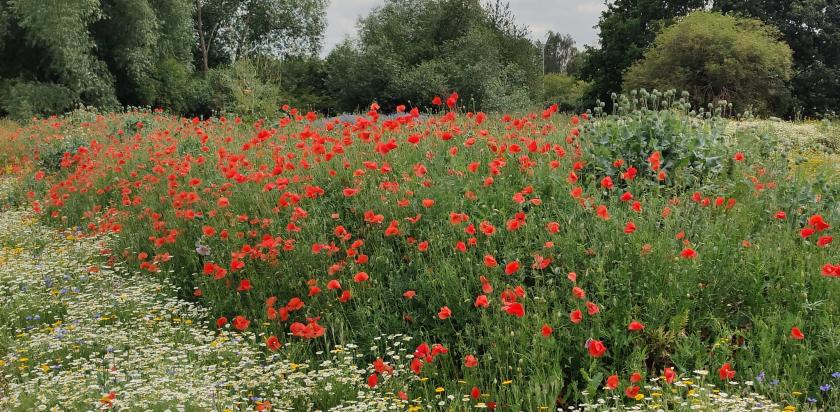 Wildflowers - poppies