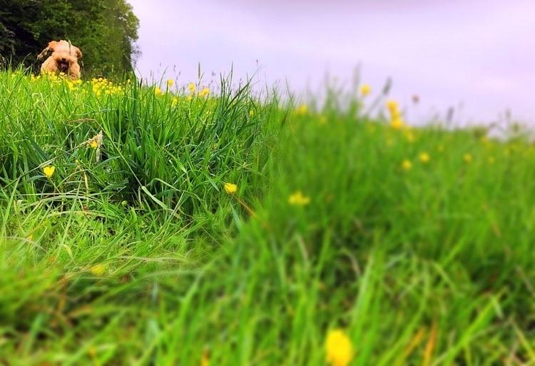 Town Green for Rowley Fields