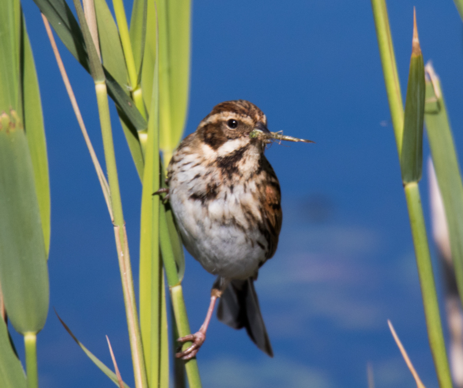 Reed bunting