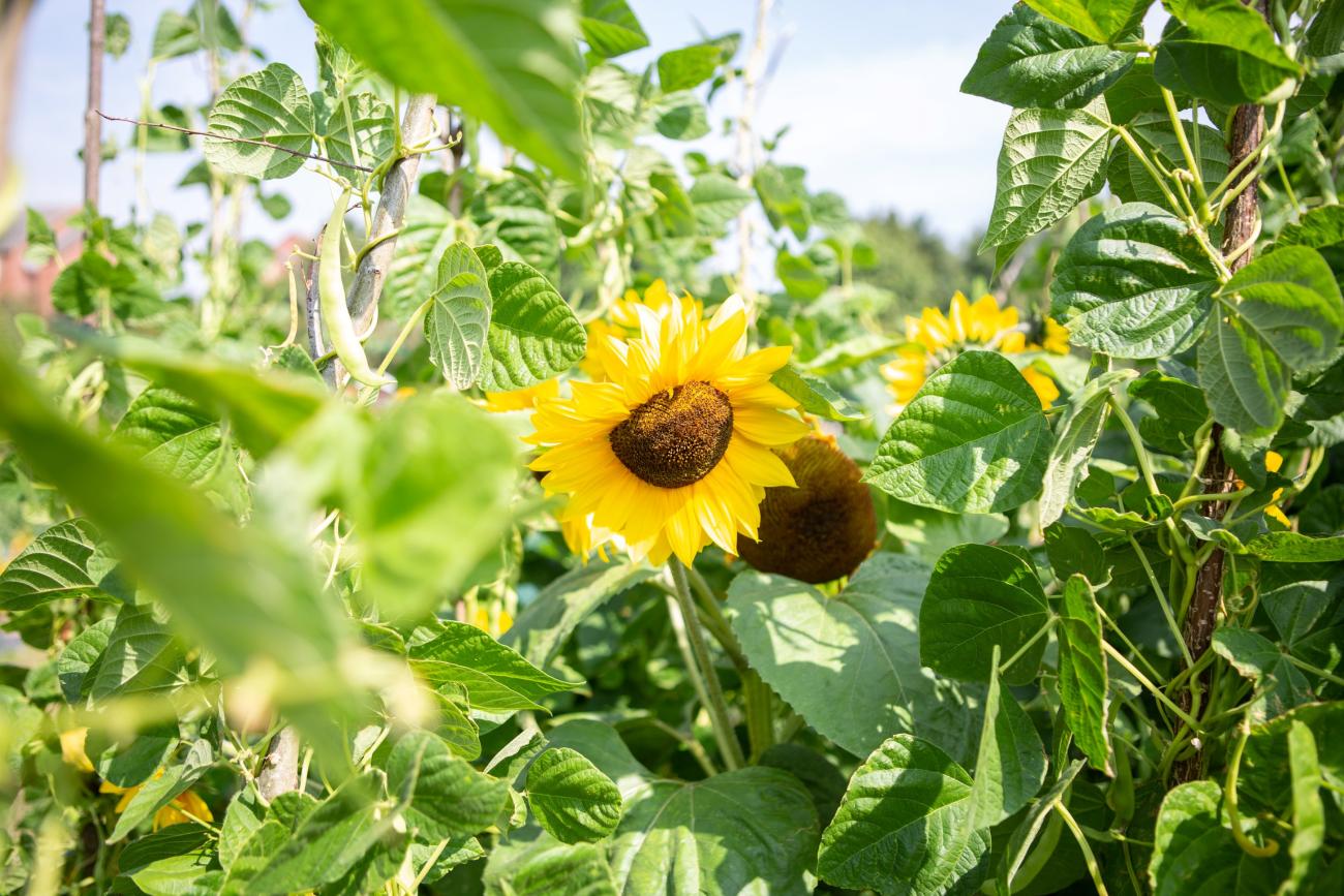 Sunflowers at the Allotments