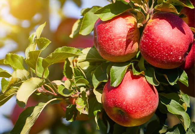 Community Orchard apples