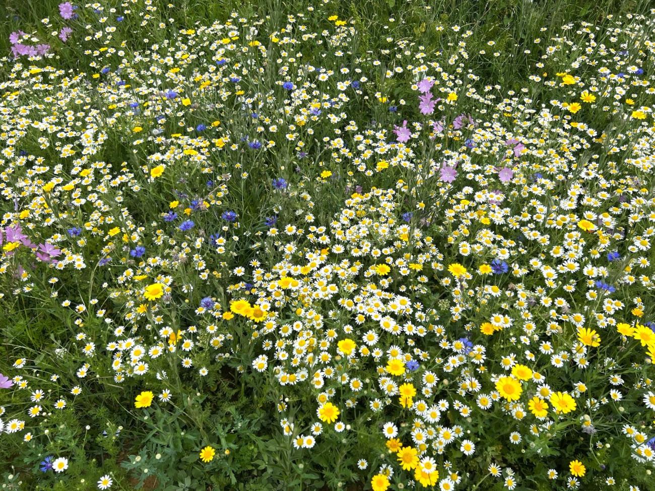 wildflower display