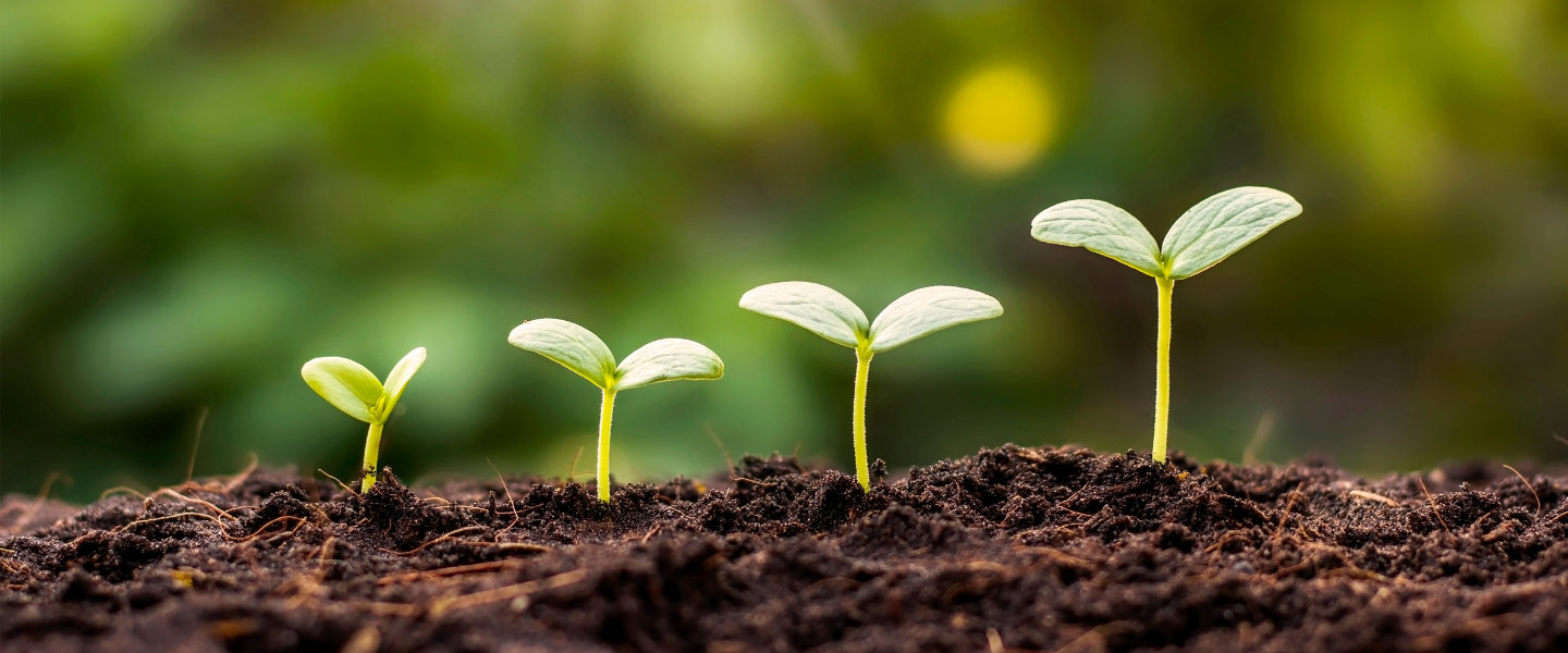 seeds sprouting