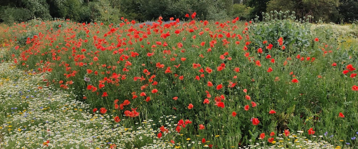 Wildflowers at The Lench Meadows