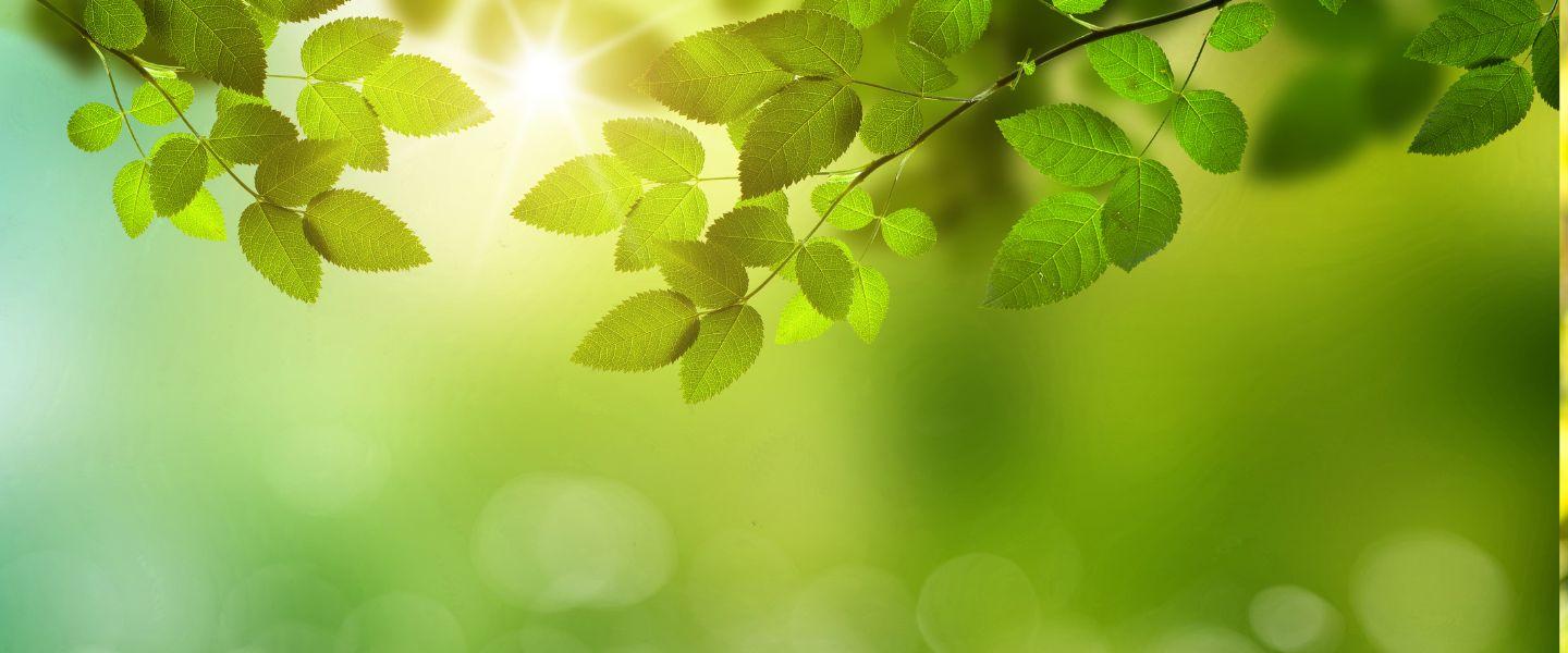 oak tree leaves